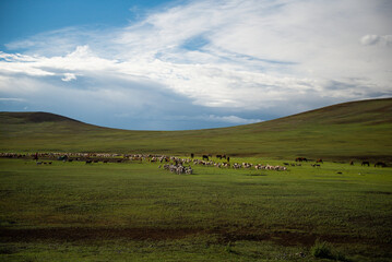 Mongolian horses grazing at the summer pasture