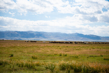 Obraz premium Mongolian horses grazing at the summer pasture