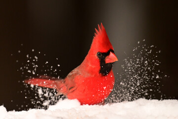 Colorful red Male Northern Cardinal bird sits perched on a snow looking for seeds