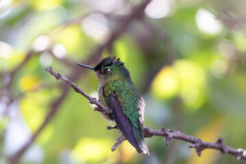 Colibrí chico sobre una rama muy alerta, fondo verde y amarillo desenfocado con bokeh