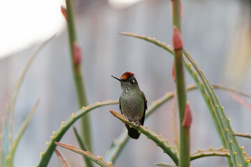Colibrí entre varillas de aloe con la corona roja iridiscente © Nohema Contreras V
