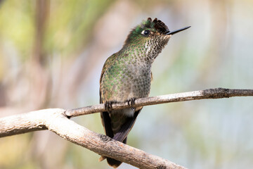 Colibrí chico con sus hermosas patitas en una rama, vista desde abajo © Nohema Contreras V