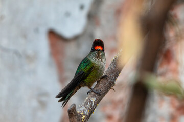 Colibrí perchado en una rama mostrando las plumas de la cabeza en unos tonos rojizos y amarillos iridiscentes