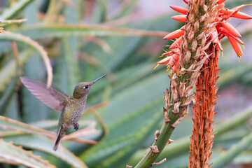 Colibrí en vuelo en dirección a flores naranjas de aloe arborescens © Nohema Contreras V