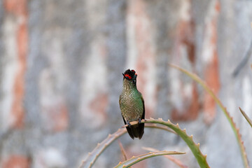 picaflor sobre una rama de Aloe arborescens, mostrando plumas rojas iridiscentes © Nohema Contreras V