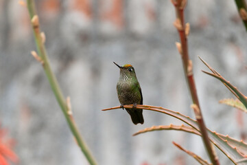 picaflor sobre rama de aloe mostrando su corona iridiscente roja © Nohema Contreras V