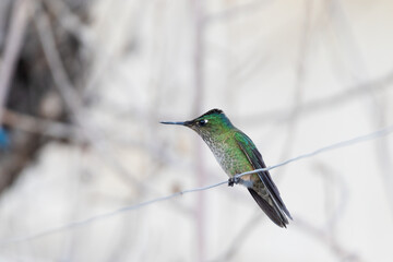 colibrí sobre un alambre muy alerta y territorial