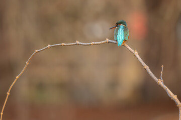 Martín pescador común - Eurasian kingfisher