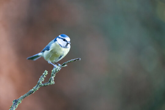 Blue Tit (Cyanistes caeruleus) perched on a branch in Winter. Yorkshire, UK 