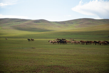 Mongolian horses in the Mongolian summer pasture.