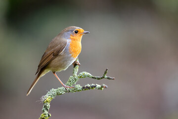 Robin close up (Erithacus rubecula) perched on a branch in Winter, with a natural green and brown background. Yorkshire, UK 