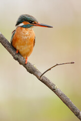 Martín pescador común - Eurasian kingfisher