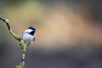 Coal Tit (Periparus ater) perched on a branch in Winter, with a natural green and brown background. Yorkshire, UK 