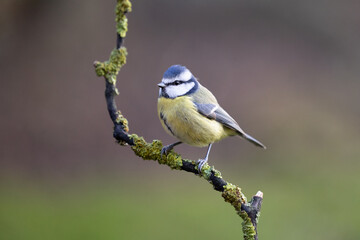 Close up of a beautiful Blue Tit (Cyanistes caeruleus) perched on a branch in Winter. Yorkshire, UK 