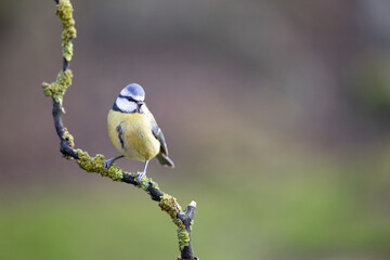 Colourful Blue Tit (Cyanistes caeruleus) perched on a branch in Winter. Yorkshire, UK 