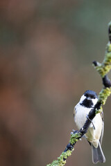 Coal Tit (Periparus ater) perched on a branch in Winter, with a natural green and brown background. Yorkshire, UK 
