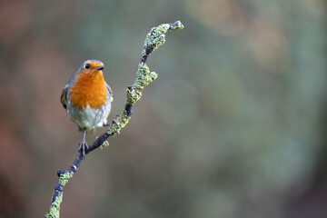 Robin (Erithacus rubecula) perched on a branch in Winter, with a natural green and brown background. Yorkshire, UK 