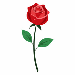 red rose isolated on white