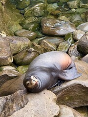sea lion on the rocks