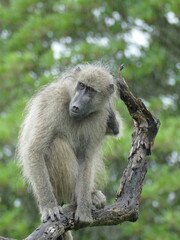 baboon sitting on a branch