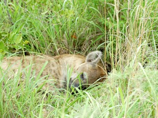 Sleeping hyena 