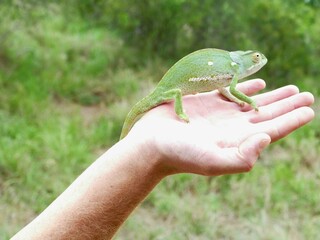 lizard on the palm