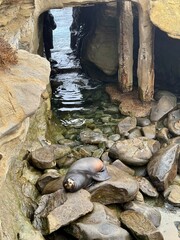 sea lion in the rocks