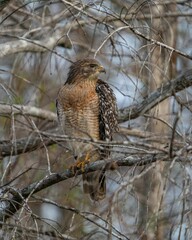 Red-shouldered hawk in a forest