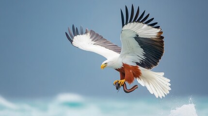 Obraz premium Majestic Eagle in Flight Capturing Fish from Water Against a Dramatic Blue Sky Background, Showcasing the Natural Elegance of Wildlife and Fishing Techniques