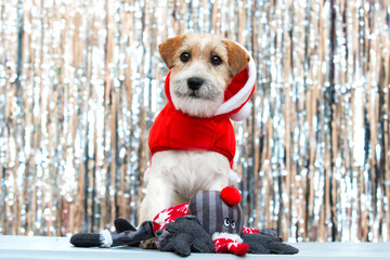 jack russell dog in santa suit on shiny christmas background