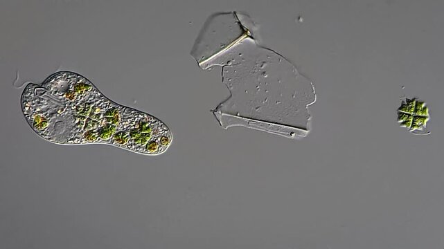 Euglena under DIC microscope view single-celled flagellated 