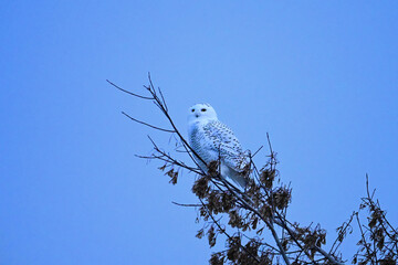 A female Snowy Owl sits perched in a tree along an agriculture field hunting