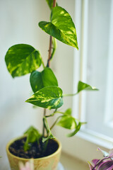 Houseplant Scindapsus, Epipremnum Aureum, Pothos or Devils Ivy liana plant with striped green-yellow leaves. Houseplant for home decor.