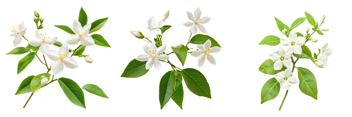 Obraz premium A Set of Jasmine Flower with Elegant Delicate Petals Displaying Beauty Isolated on Transparent Background