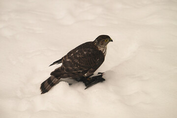 Sharp-shinned Hawk sits perched in the snow with a Dark-eyed Junco bird in its talons