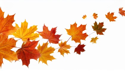 autumn leaves isolated on white background