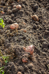 Close-up of harvesting potatoes in the garden.