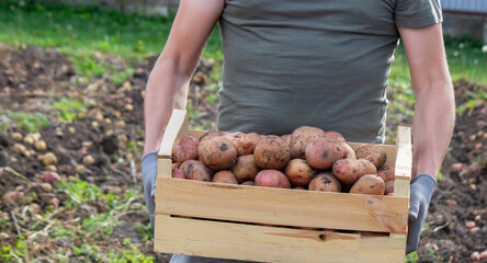 Farmer holding a wooden box with a potato harvest.