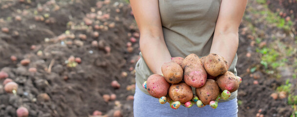 Woman farmer holding potatoes. harvest