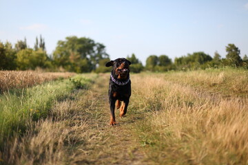 Ein Rottweiler läuft einen Weg auf einer Wiese entlang