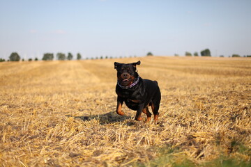 Hund Rottweiler läuft auf einem Feld herrum