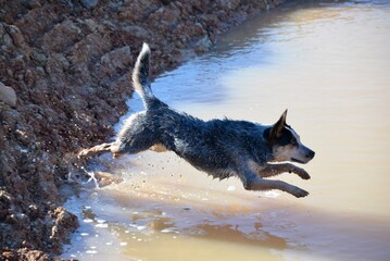 Dog jumping in water