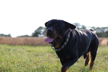 Rottweiler Hund läuft aus der Nähe auf einer Wiese 