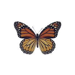 Fototapeta premium butterfly isolated on white background,png