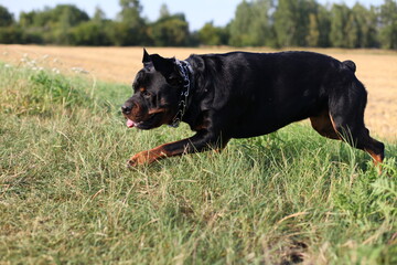 Hund Rottweiler läuft auf einem Feld herrum