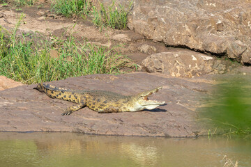 Crocodile du Nil , Crocodylus niloticus, Afrique du Sud