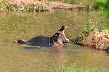 Fototapeta premium Hippopotame, Hippopotamus amphibius, Afrique du Sud