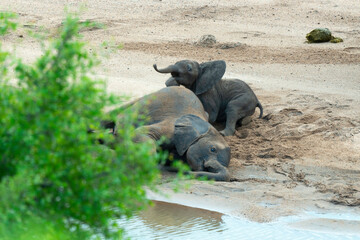 Fototapeta premium Éléphant d'Afrique, Loxodonta africana, Parc national Kruger, Afrique du Sud