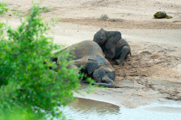 Fototapeta premium Éléphant d'Afrique, Loxodonta africana, Parc national Kruger, Afrique du Sud