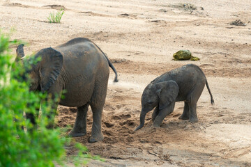 Fototapeta premium Éléphant d'Afrique, Loxodonta africana, Parc national Kruger, Afrique du Sud